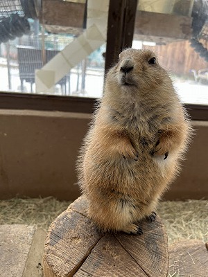 オグロプレーリードッグが正面を向いて2足で立っているようす