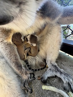 夏輝と陽葵の生まれたばかりのころ