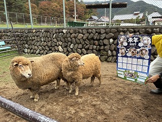 ヒツジがカレンダーを見ている写真